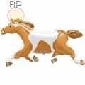 FOBF104-08937E Painted Pony 100cm(41"x23") Horse 80cm(32") braun, price per piece